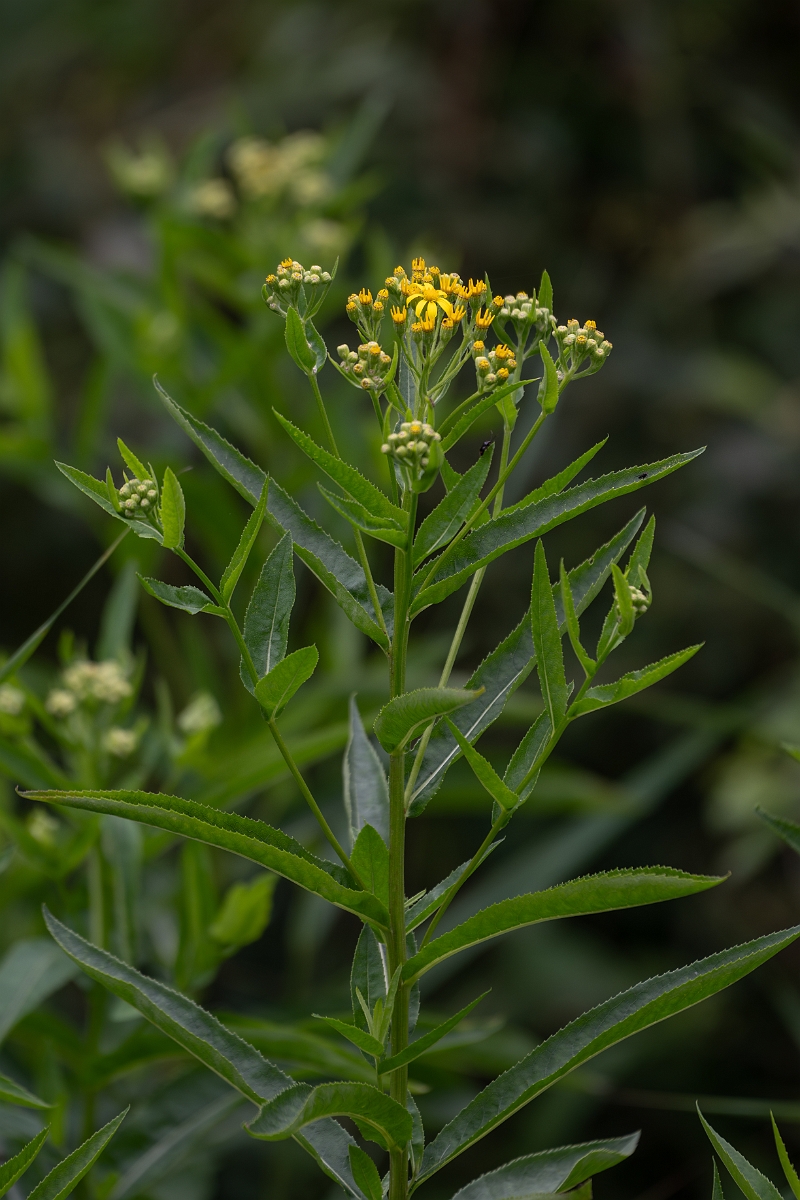 David Plant Photography - Wildlife Photography - Broad-leaved ragwort - B.jpg - Broad-leaved ragwort - Cambridgeshire