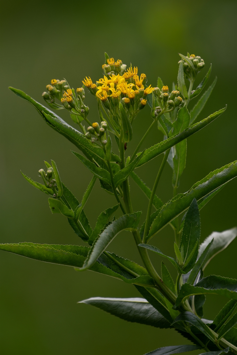 David Plant Photography - Wildlife Photography - Broad-leaved ragwort - C.jpg - Broad-leaved ragwort - Cambridgeshire