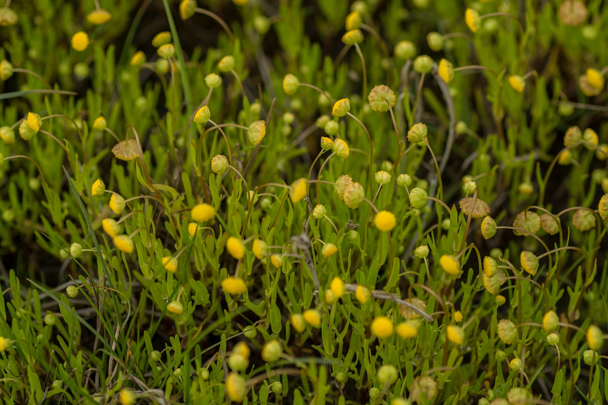 David Plant Photography - Wildlife Photography - Buttonweed - A.jpg - Buttonweed - Sutherland