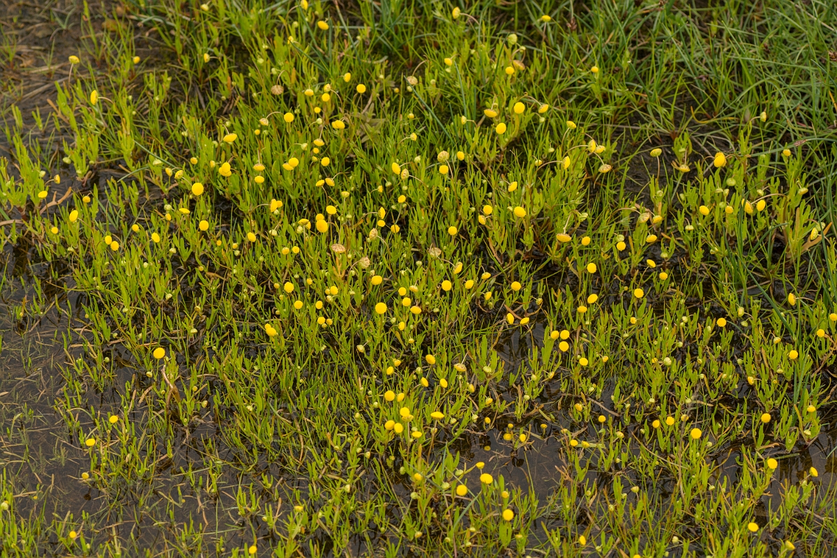 David Plant Photography - Wildlife Photography - Buttonweed - B.jpg - Buttonweed - Sutherland