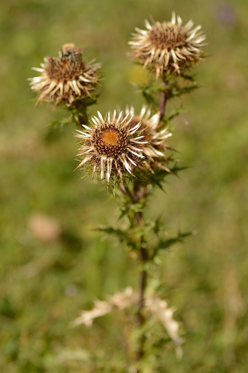 David Plant Photography - Wildlife Photography - Carline thistle - A.jpg - Carline thistle plant - Bedfordshire