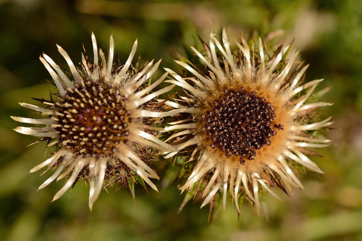 David Plant Photography - Wildlife Photography - Carline thistle - B.jpg - Carline thistle flowers - Bedfordshire