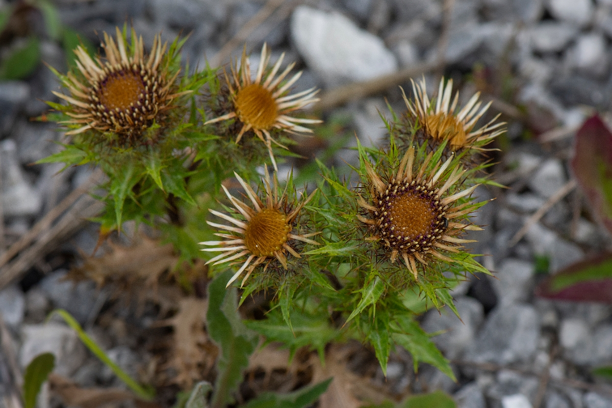 David Plant Photography - Wildlife Photography - Carline thistle - D.JPG - Carline thistle, - East Yorkshire
