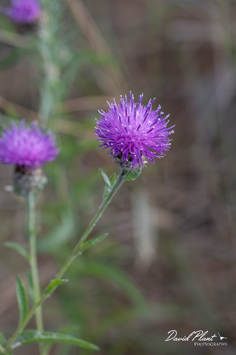 David Plant Photography - Wildlife Photography - Chalk knapweed - A.jpg - Chalk knapweed, Centaurea debeauxii - Suffolk