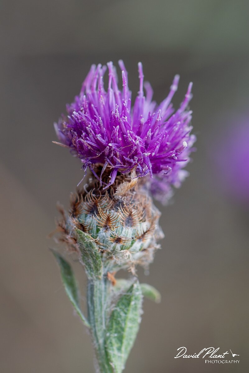 David Plant Photography - Wildlife Photography - Chalk knapweed - B.jpg - Chalk knapweed, Centaurea debeauxii - Suffolk