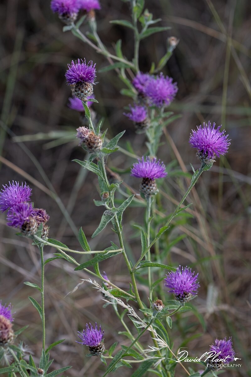 David Plant Photography - Wildlife Photography - Chalk knapweed - C.jpg - Chalk knapweed, Centaurea debeauxii - Suffolk