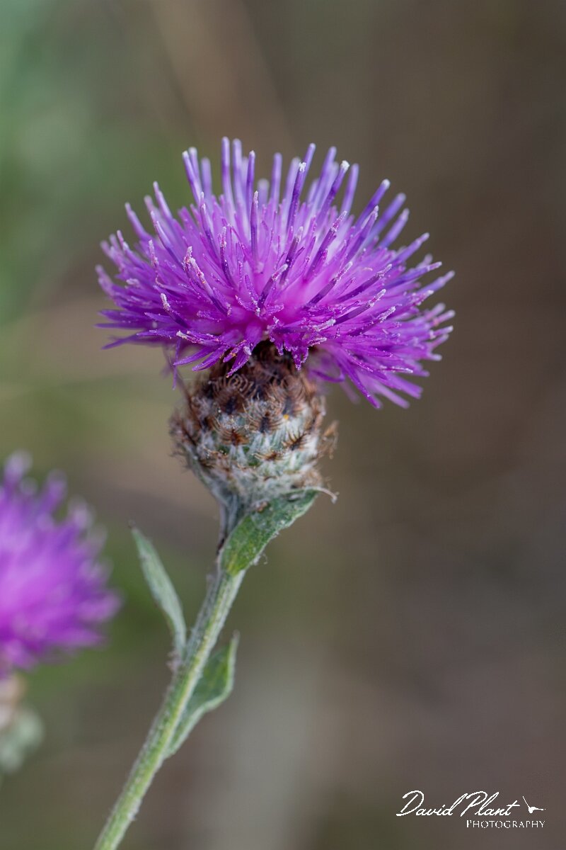 David Plant Photography - Wildlife Photography - Chalk knapweed - D.jpg - Chalk knapweed, Centaurea debeauxii - Suffolk