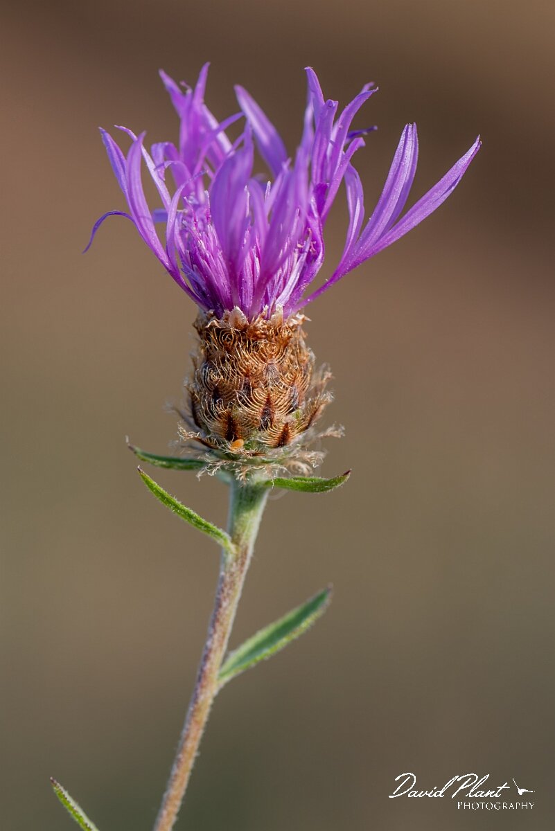 David Plant Photography - Wildlife Photography - Chalk knapweed - E.jpg - Chalk knapweed, Centaurea debeauxii, rayed form - Suffolk