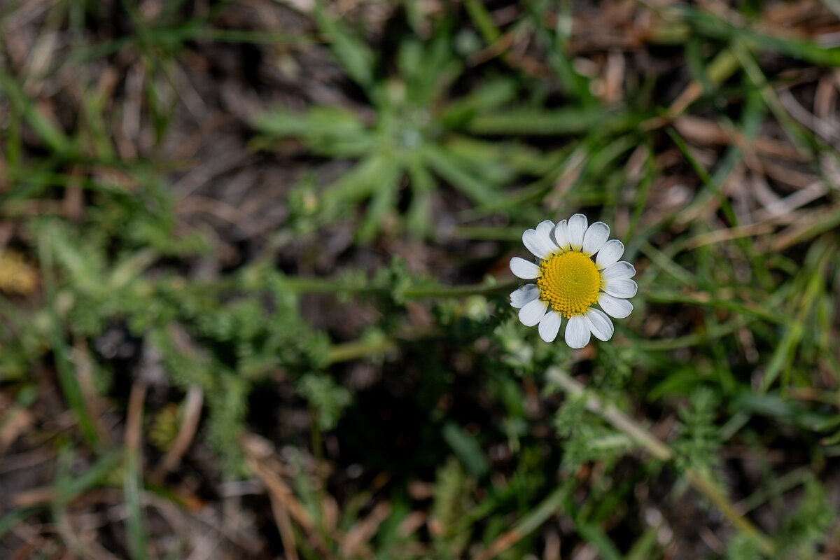 David Plant Photography - Wildlife Photography - Chamomile - A.jpg - Chamomile, Chamaemelum nobile - Hampshire