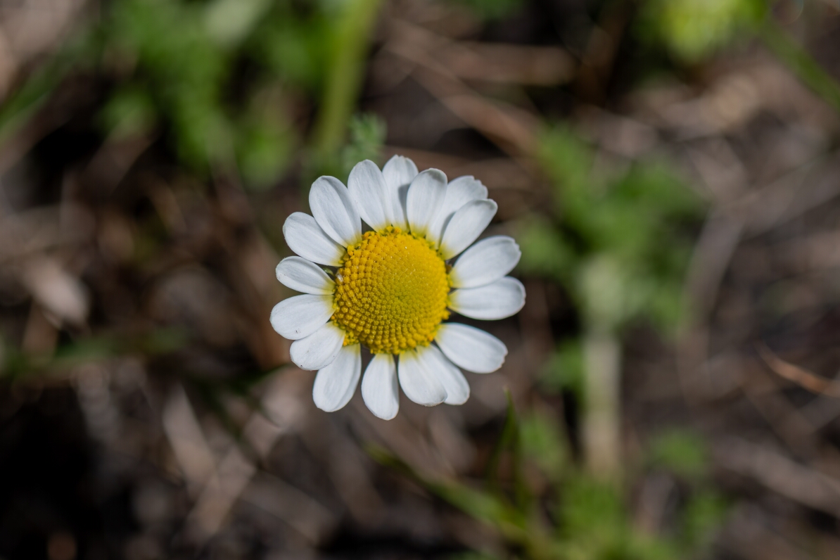 David Plant Photography - Wildlife Photography - Chamomile - D.jpg - Chamomile, Chamaemelum nobile - Hampshire