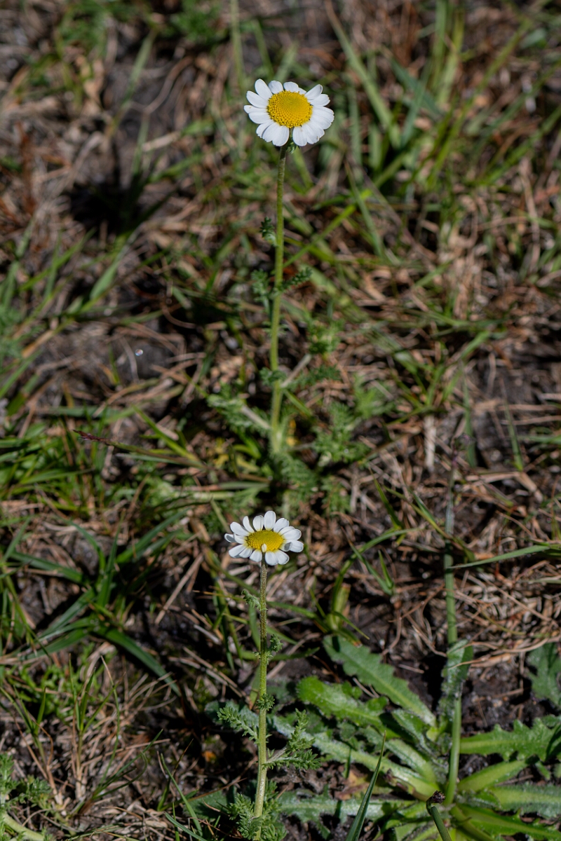 David Plant Photography - Wildlife Photography - Chamomile - E.jpg - Chamomile, Chamaemelum nobile - Hampshire