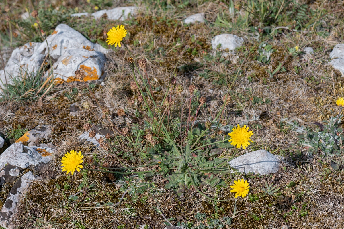 David Plant Photography - Wildlife Photography - Common catsear - C.jpg - Common catsear, Hypochaeris radicata, plant - North Somerset