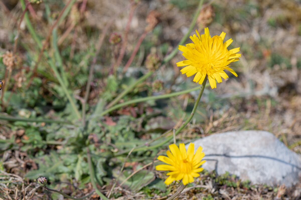 David Plant Photography - Wildlife Photography - Common catsear - D.jpg - Common catsear, Hypochaeris radicata, flowers - North Somerset