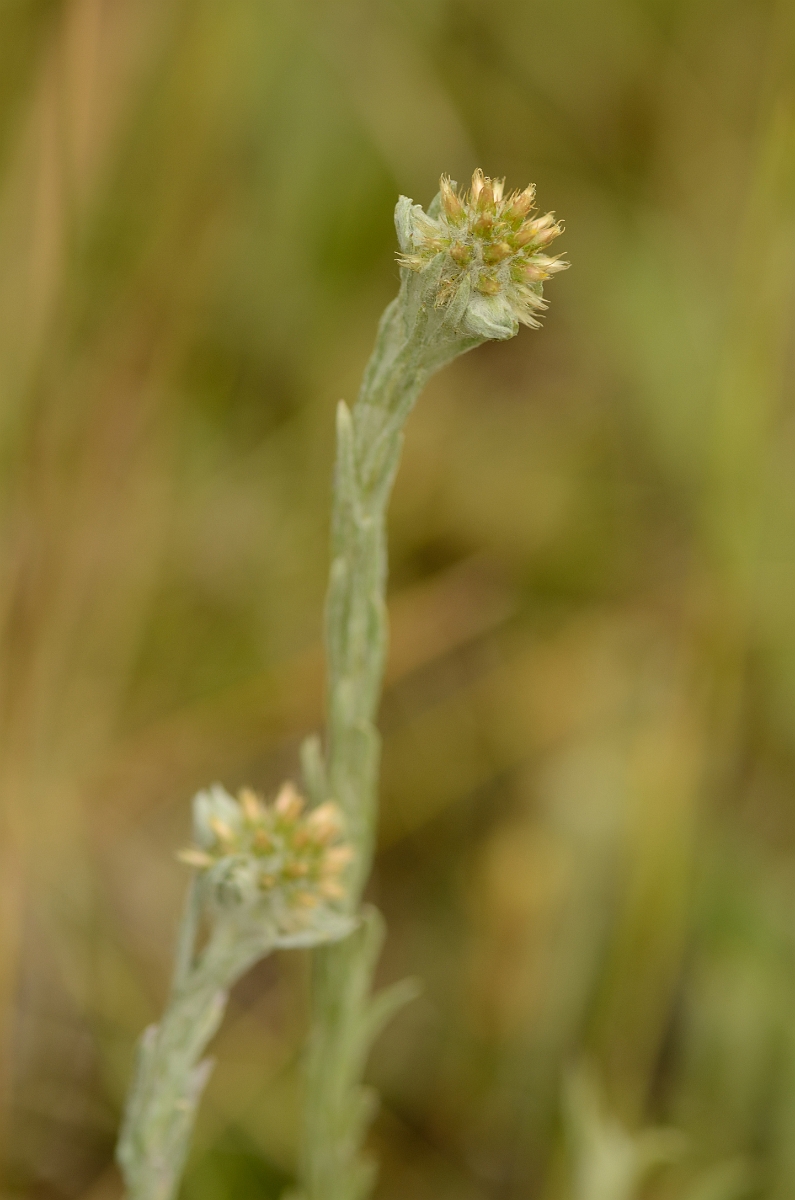 David Plant Photography - Wildlife Photography - Common cudweed - A.jpg - Common cudweed - Bedfordshire