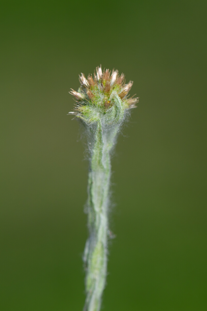 David Plant Photography - Wildlife Photography - Common cudweed - B.jpg - Common cudweed - Norfolk