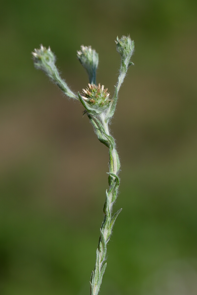 David Plant Photography - Wildlife Photography - Common cudweed - D.jpg - Common cudweed - Norfolk