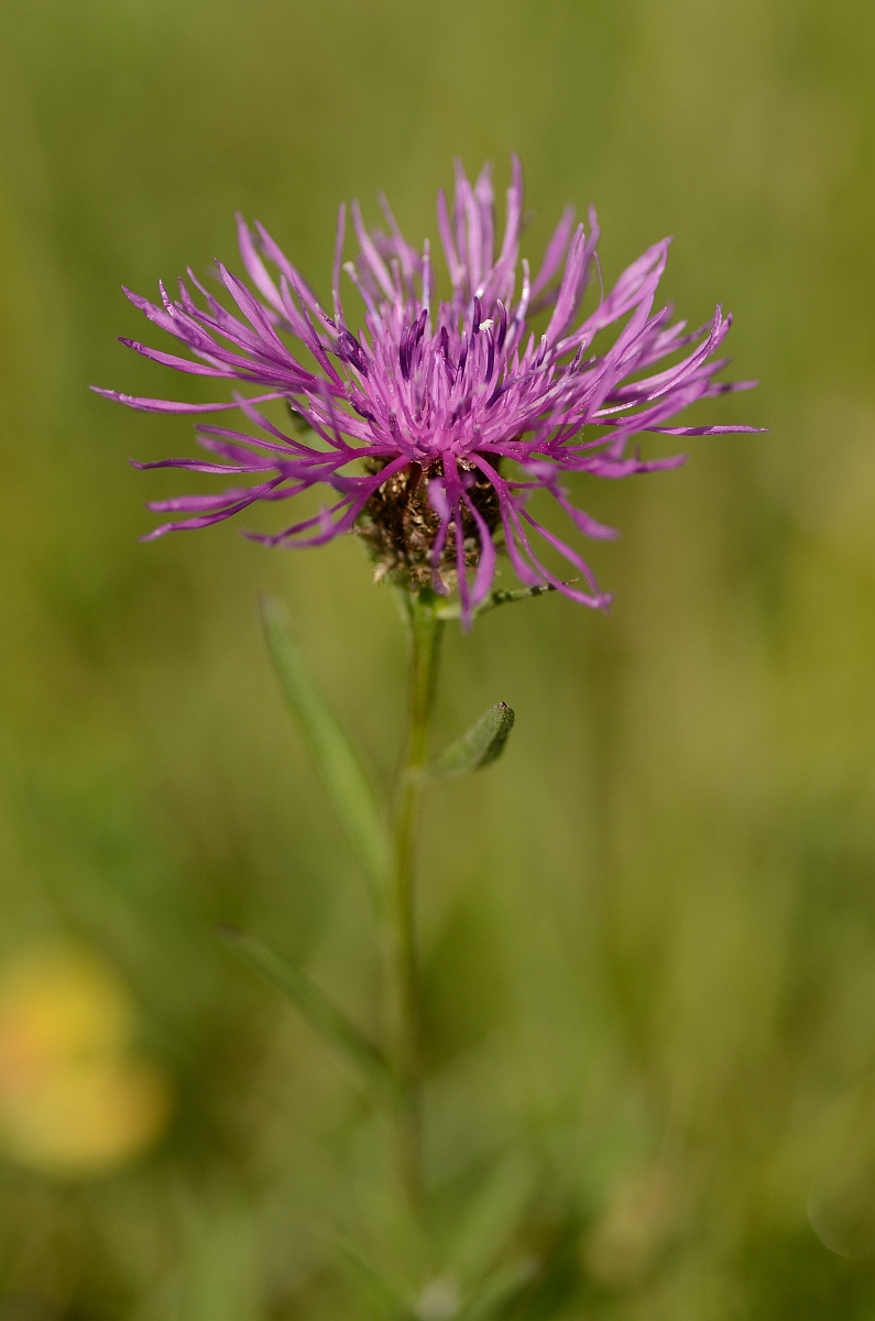 David Plant Photography - Wildlife Photography - Common knapweed - A.jpg - Common knapweed - Oxfordshire