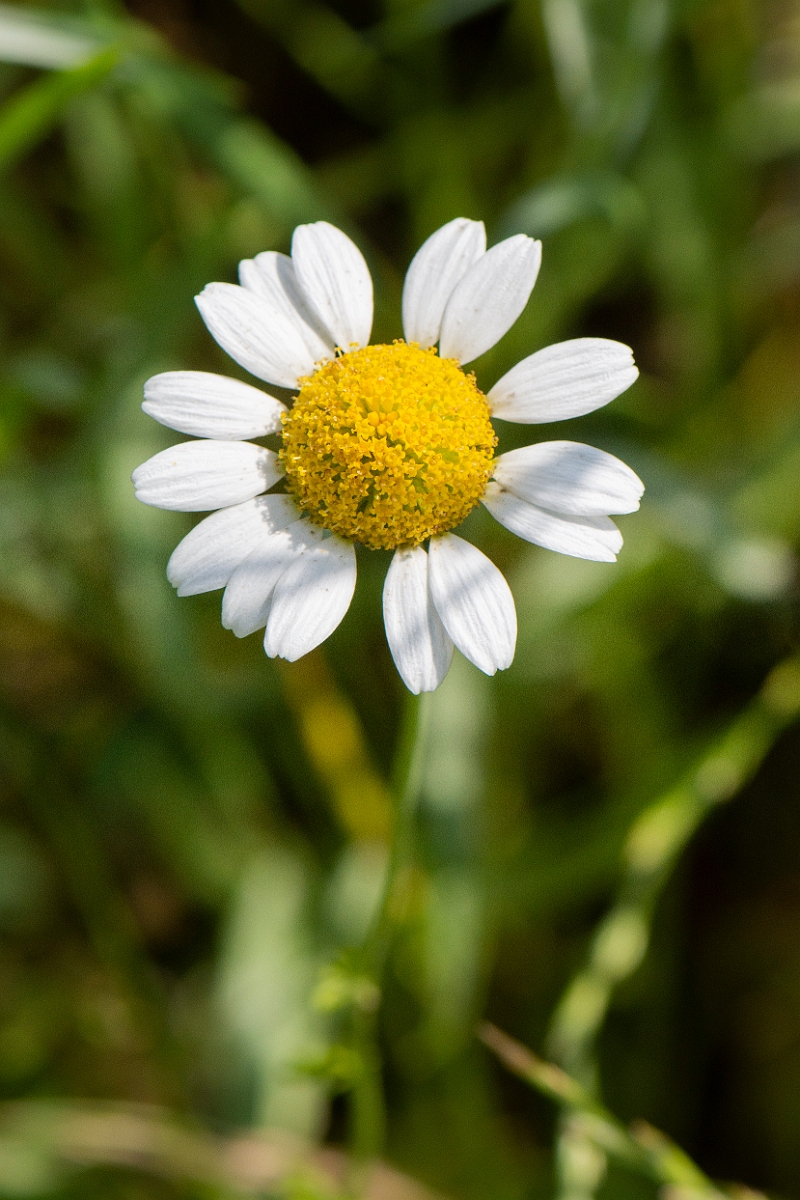 David Plant Photography - Wildlife Photography - Corn chamomile - A.JPG - Corn chamomile - Oxfordshire