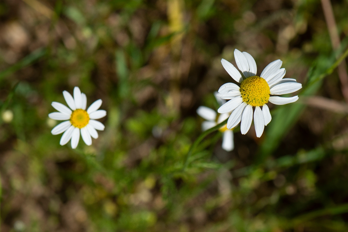 David Plant Photography - Wildlife Photography - Corn chamomile - C.JPG - Corn chamomile - Suffolk