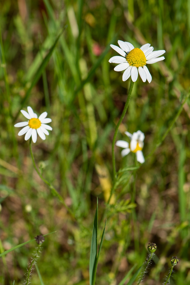 David Plant Photography - Wildlife Photography - Corn chamomile - D.JPG - Corn chamomile - Suffolk