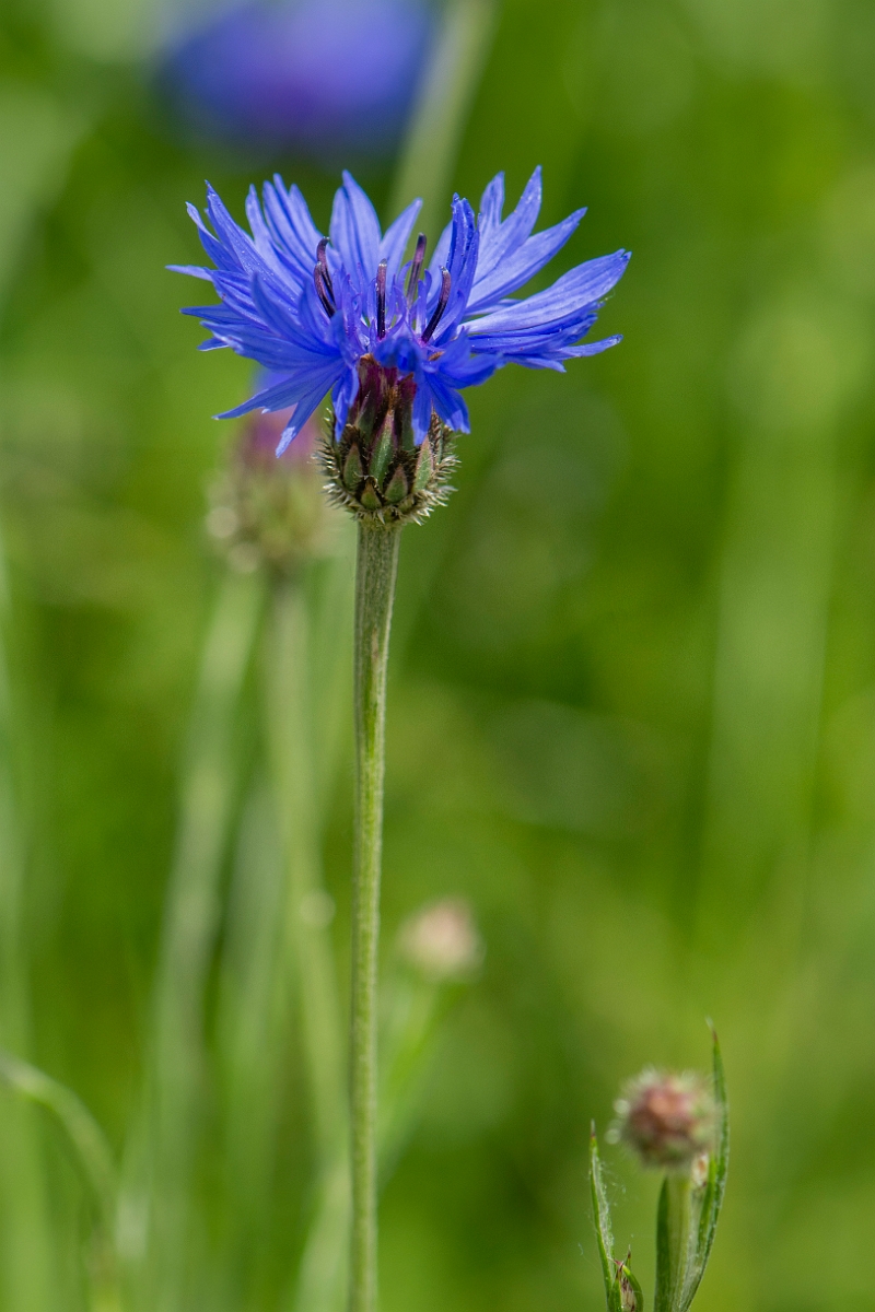 David Plant Photography - Wildlife Photography - Cornflower - B.JPG - Cornflower - Oxfordshire