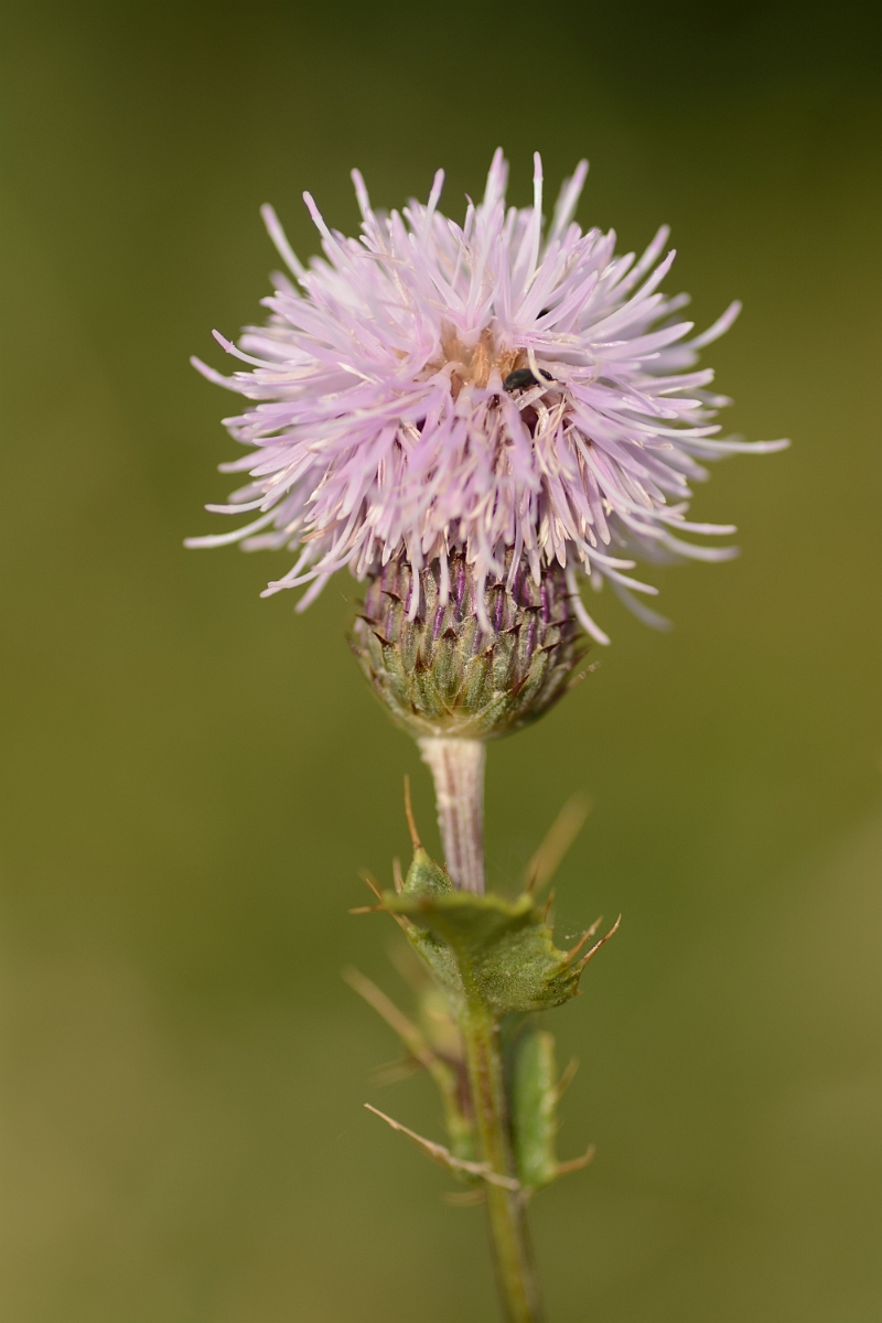 David Plant Photography - Wildlife Photography - Creeping thistle - C.jpg - Creeping thistle flower - Cambridgeshire