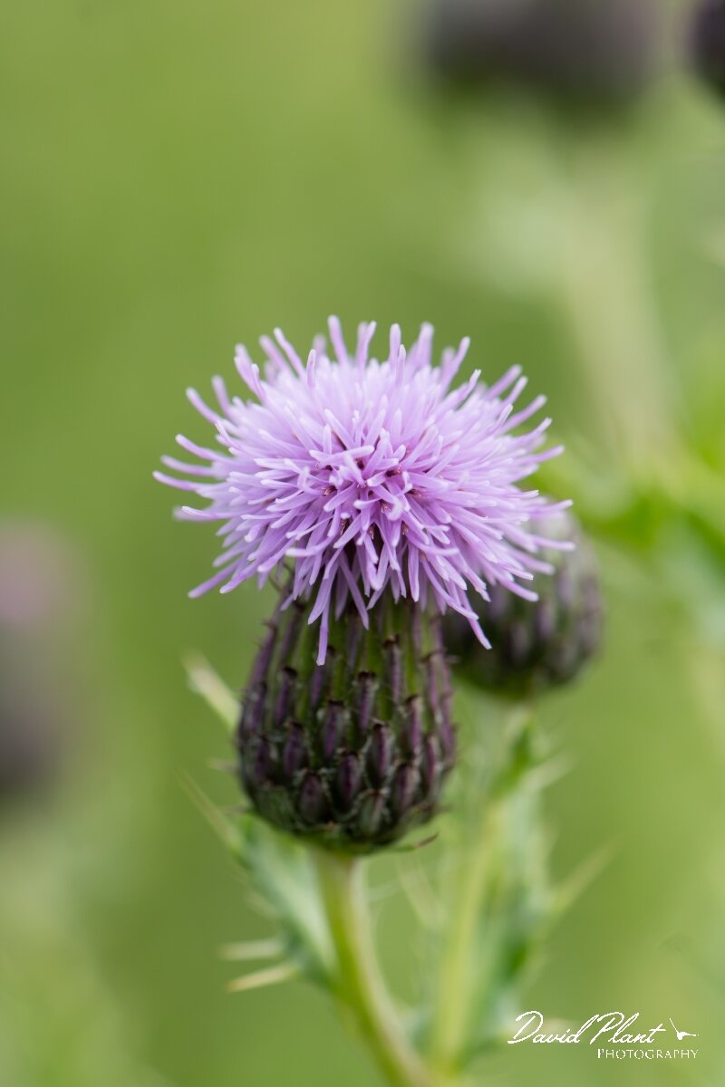 David Plant Photography - Wildlife Photography - Creeping thistle - D.jpg - Creeping thistle, Cirsium arvense - North Somerset