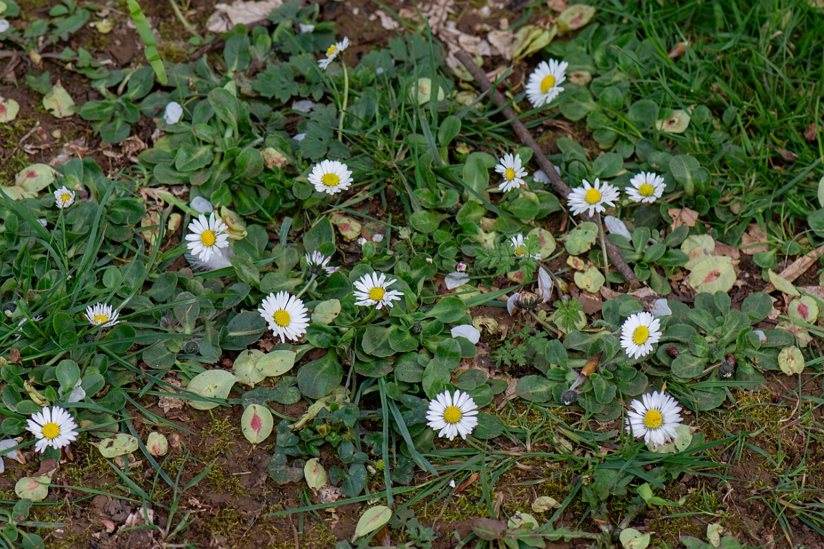 David Plant Photography - Wildlife Photography - Daisy - D.jpg - Daisy, plants - Gloucestershire