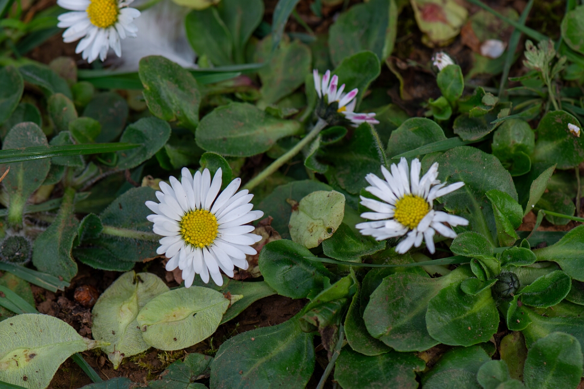 David Plant Photography - Wildlife Photography - Daisy - E.jpg - Daisy, flowers - Gloucestershire