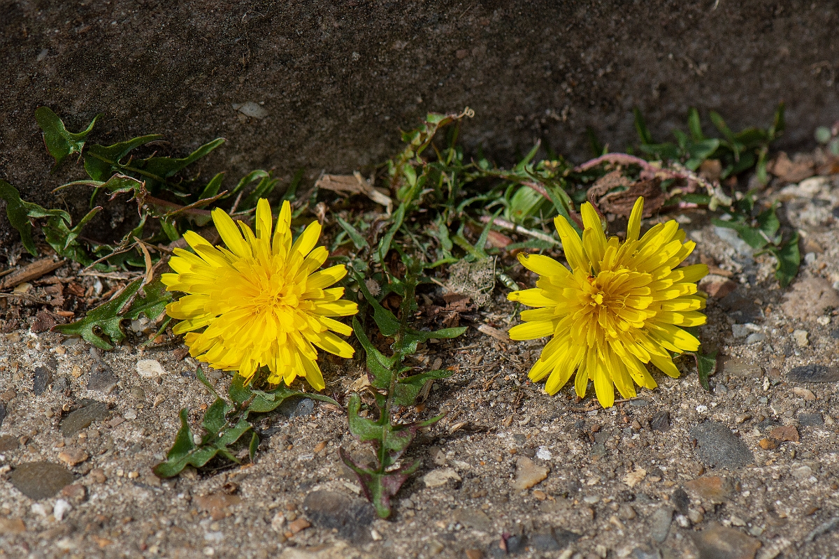 David Plant Photography - Wildlife Photography - Dandelion - C.JPG - Dandelion -Suffolk