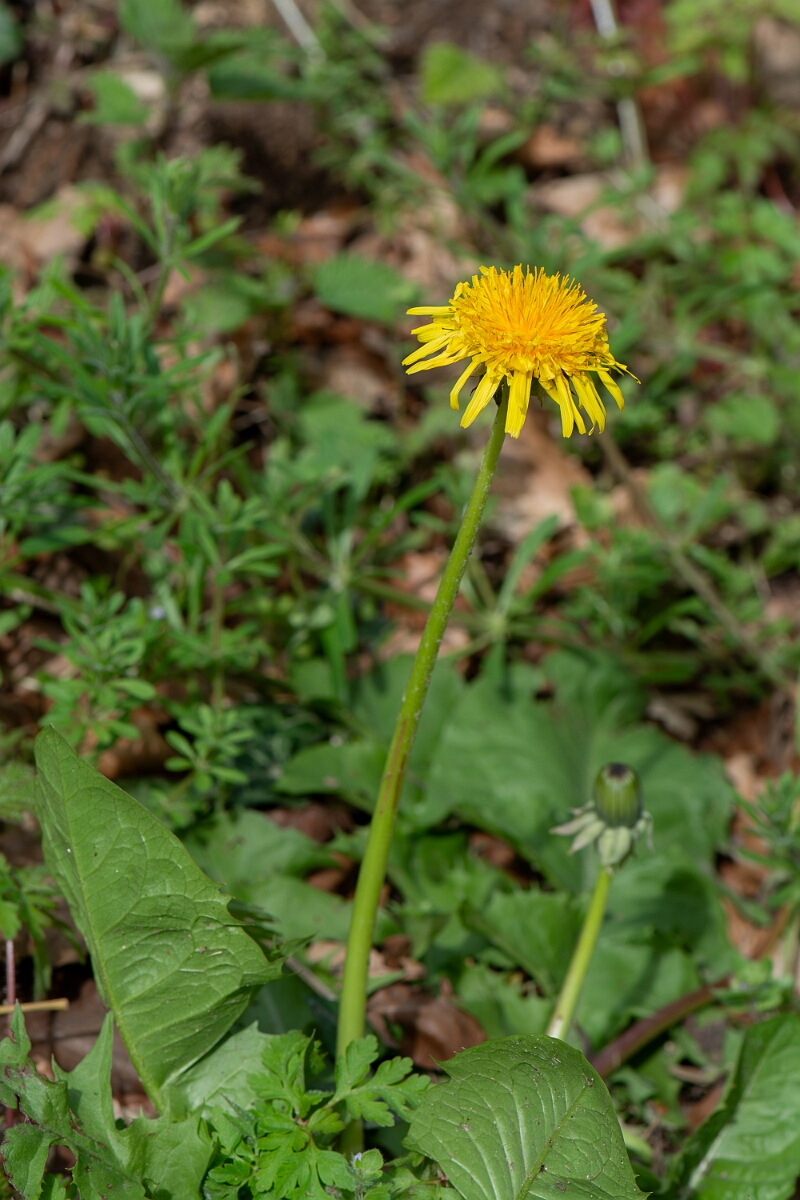 David Plant Photography - Wildlife Photography - Dandelion - F.jpg - Dandelion - Gloucestershire
