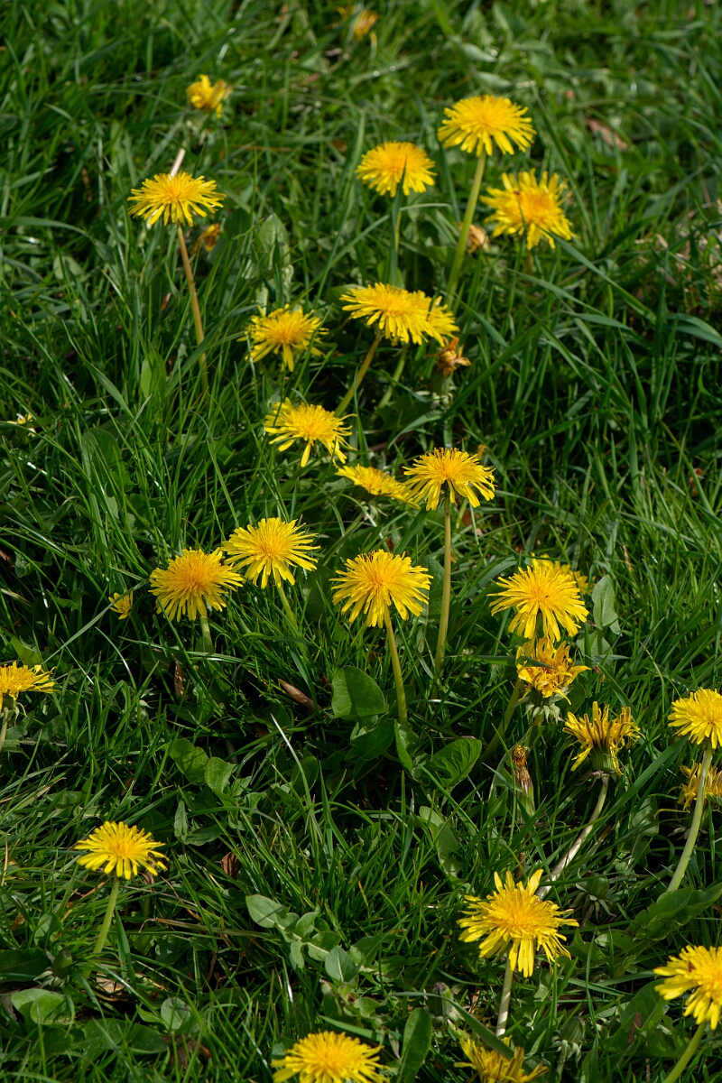 David Plant Photography - Wildlife Photography - Dandelion - G.jpg - Dandelion - Gloucestershire
