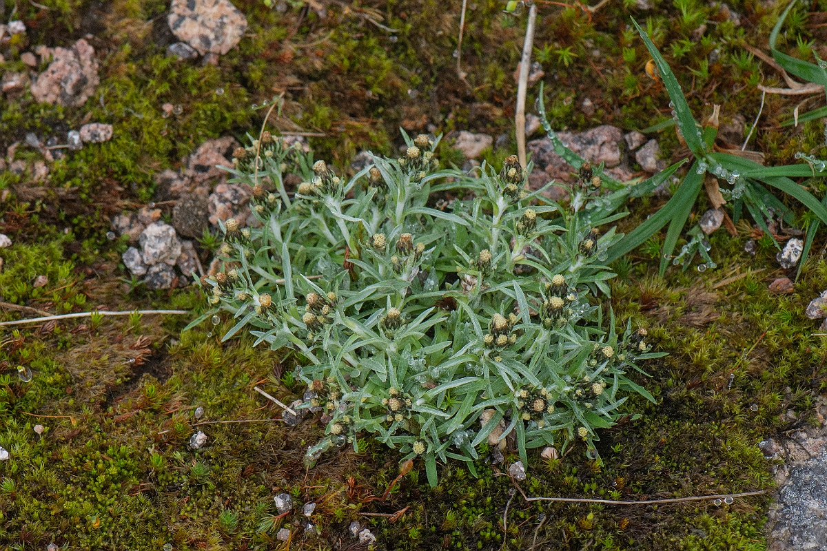 David Plant Photography - Wildlife Photography - Dwarf cudweed - C.JPG - Dwarf cudweed - Cairngorms