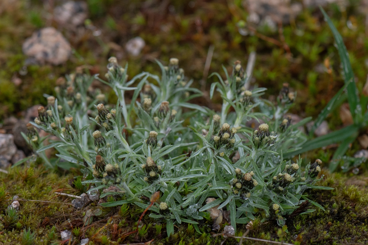 David Plant Photography - Wildlife Photography - Dwarf cudweed - D.JPG - Dwarf cudweed - Cairngorms
