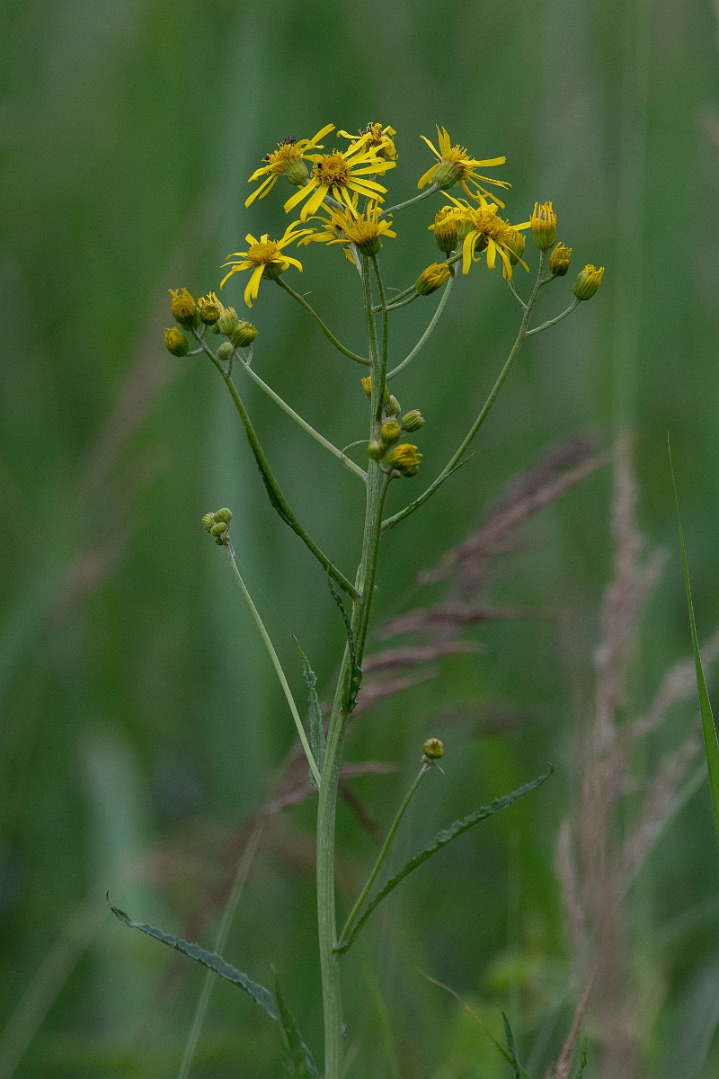 David Plant Photography - Wildlife Photography - Fen ragwort - B.JPG - Fen ragwort - Cambridgeshire