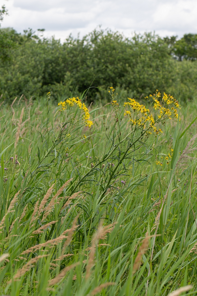 David Plant Photography - Wildlife Photography - Fen ragwort - C.jpg - Fen ragwort - Cambridgeshire