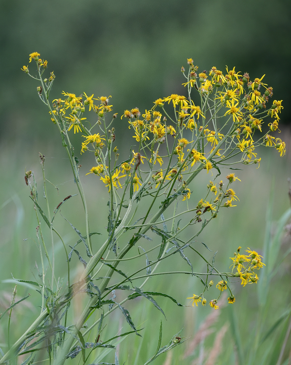 David Plant Photography - Wildlife Photography - Fen ragwort - E.jpg - Fen ragwort - Cambridgeshire