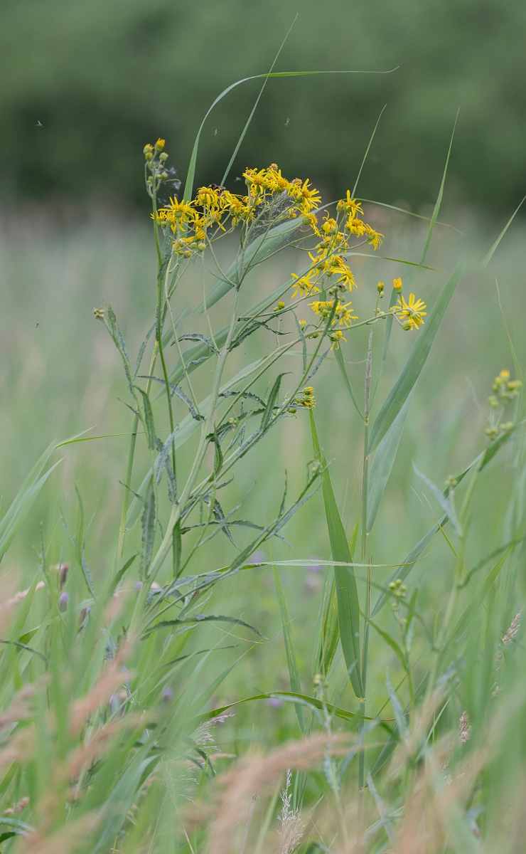 David Plant Photography - Wildlife Photography - Fen ragwort - F.jpg - Fen ragwort - Cambridgeshire