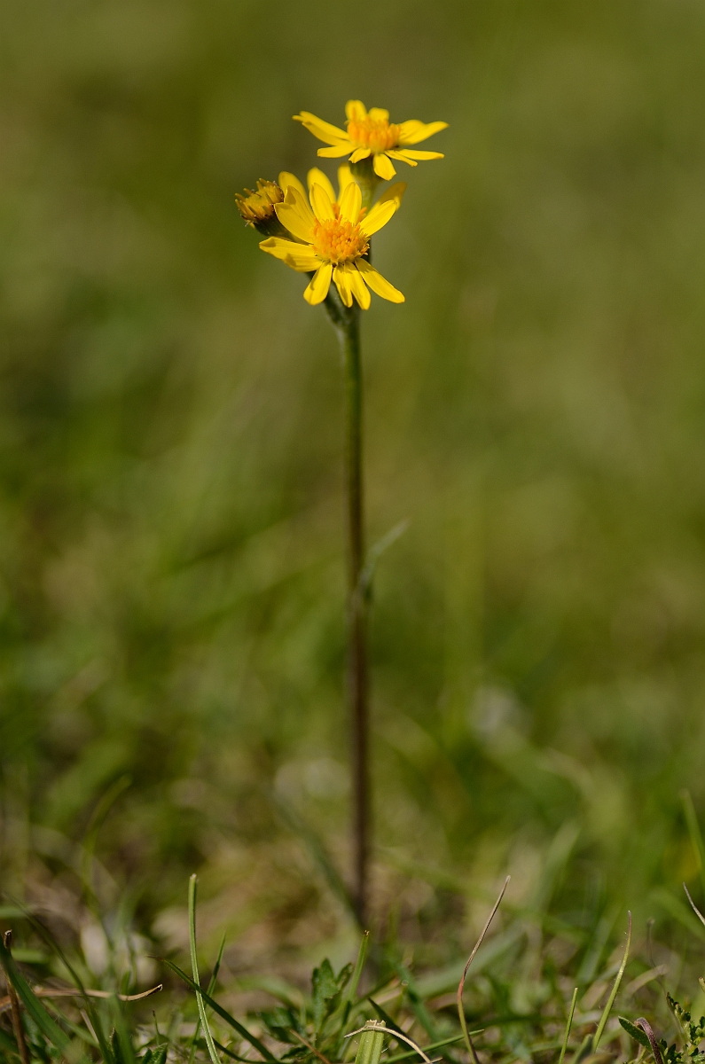 David Plant Photography - Wildlife Photography - Field fleawort - A.jpg - Field fleawort - Bedfordshire