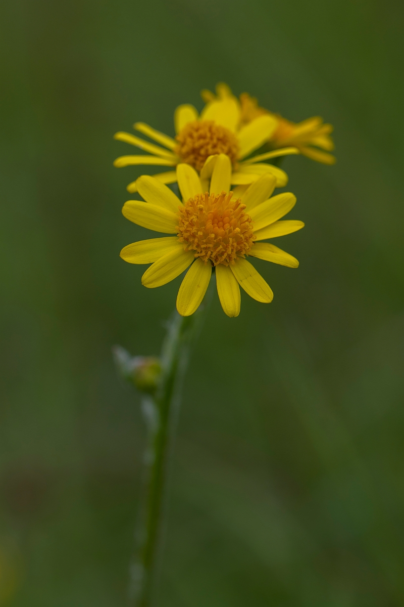 David Plant Photography - Wildlife Photography - Field fleawort - F.JPG - Field fleawort - Bedfordshire