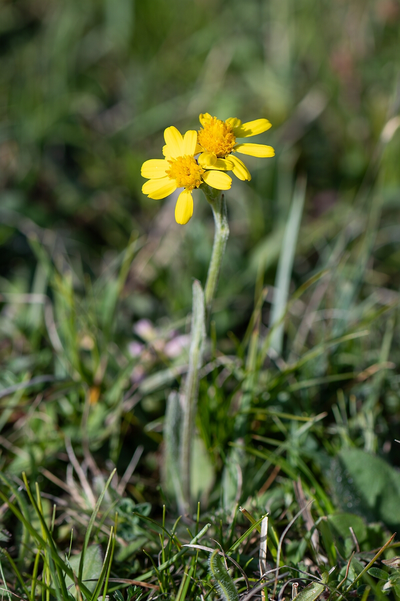 David Plant Photography - Wildlife Photography - Field fleawort - G.jpg - Field fleawort, Tephroseris integrifolia, plant - Hampshire