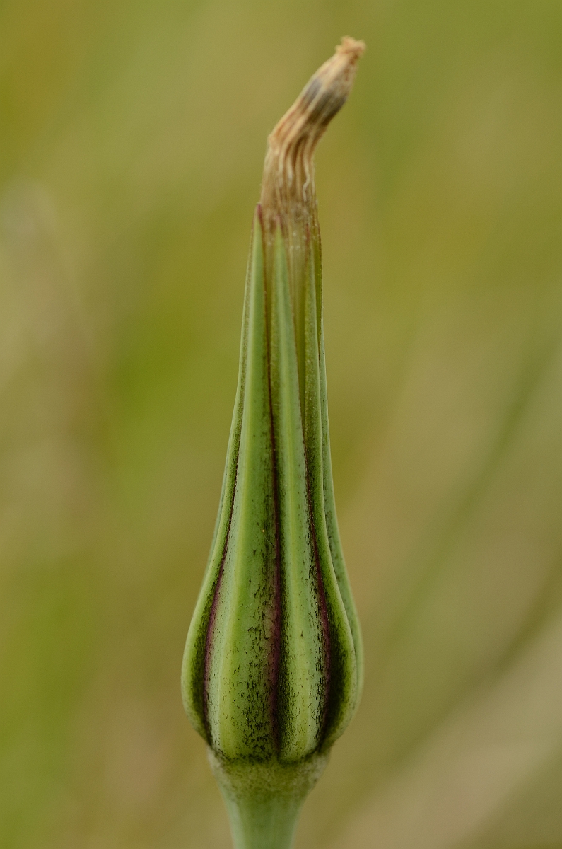 David Plant Photography - Wildlife Photography - Goatsbeard - A.jpg - Goatsbeard - Cambridgeshire