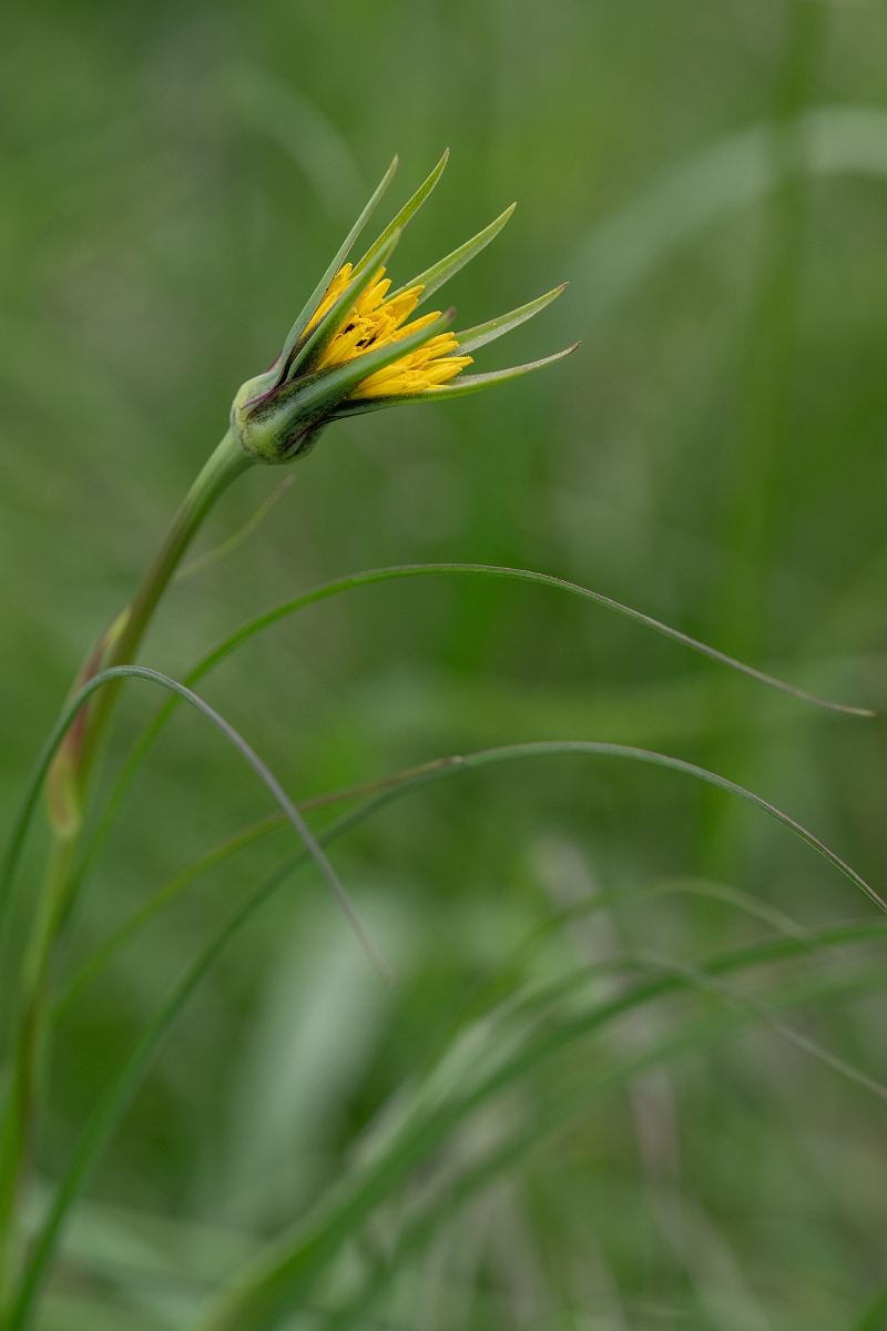 David Plant Photography - Wildlife Photography - Goatsbeard - C.jpg - Goatsbeard - Hertfordshire