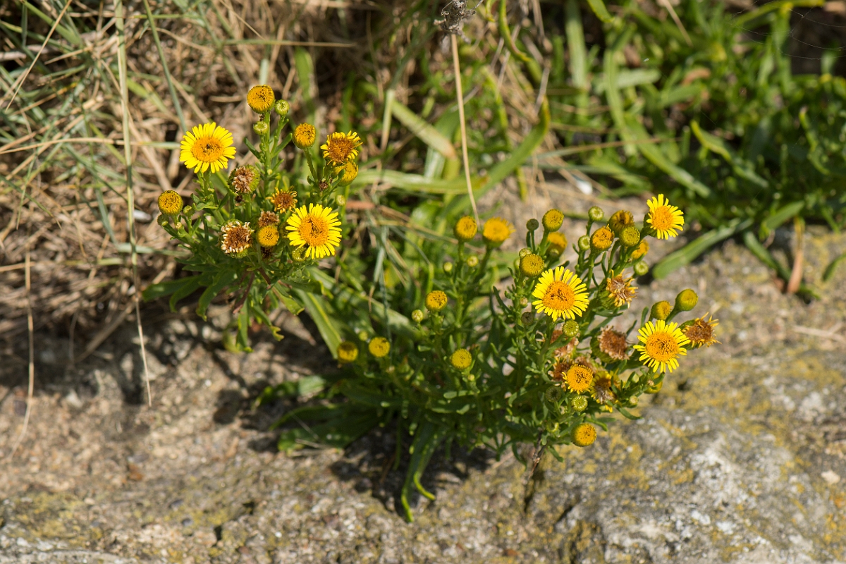 David Plant Photography - Wildlife Photography - Golden samphire - B.jpg - Golden samphire - Kent