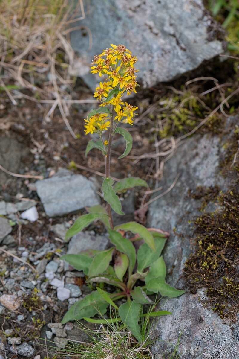 David Plant Photography - Wildlife Photography - Goldenrod - E.jpg - Goldenrod - Perthshire