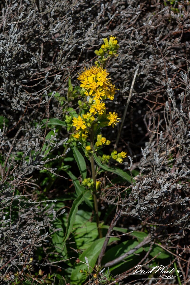 David Plant Photography - Wildlife Photography - Goldenrod - F.jpg - Goldenrod, Solidago virgaurea - Angelsey