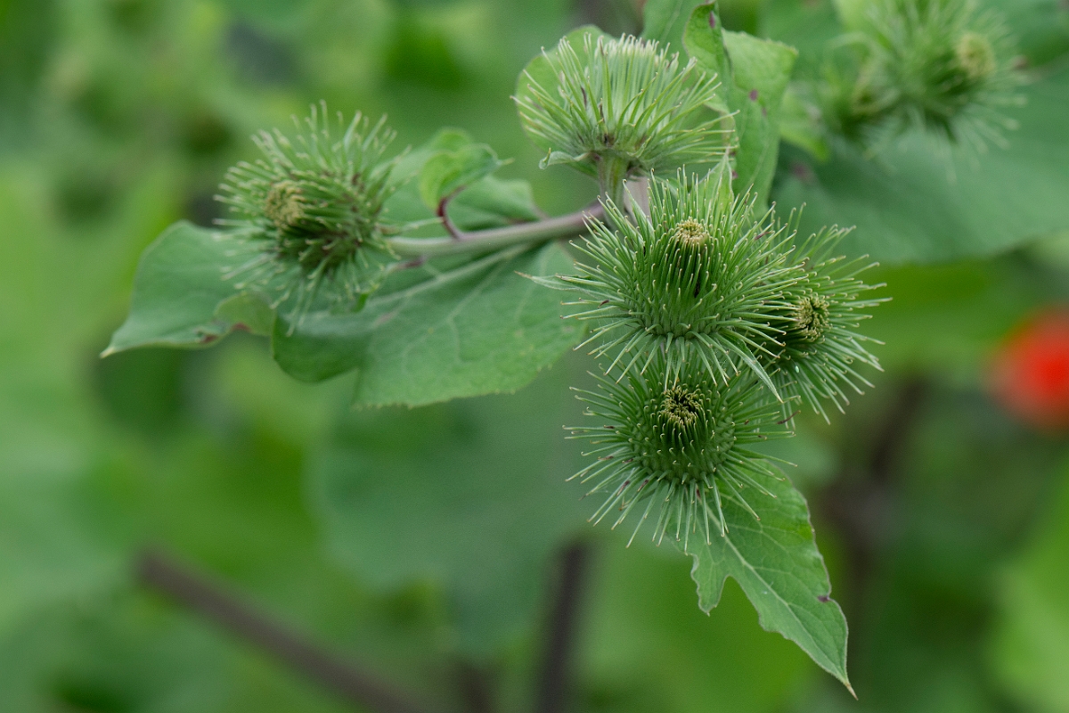 David Plant Photography - Wildlife Photography - Greater burdock - A.JPG - Greater burdock  - Cambridgeshire