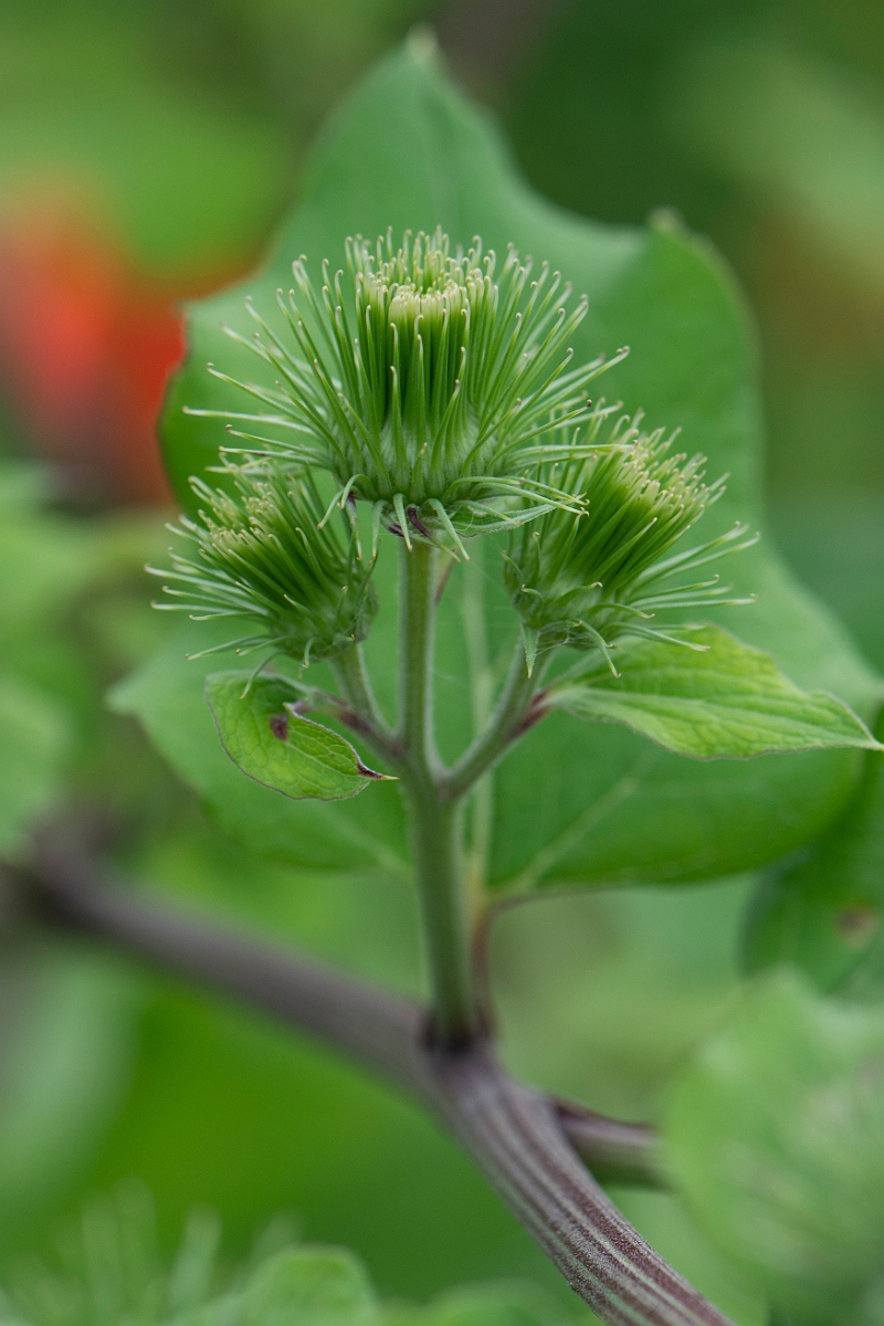 David Plant Photography - Wildlife Photography - Greater burdock - B.JPG - Greater burdock  - Cambridgeshire