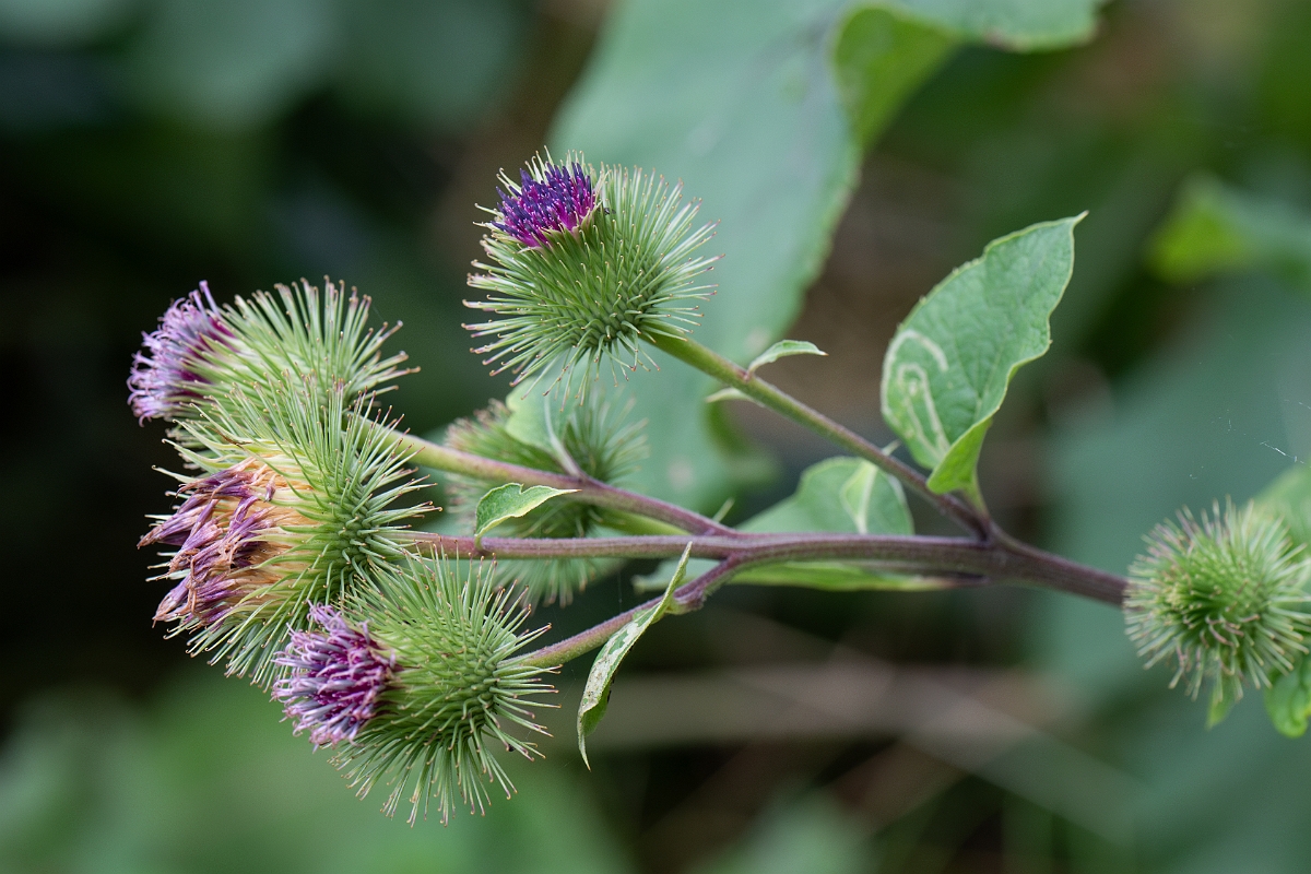 David Plant Photography - Wildlife Photography - Greater burdock - G.jpg - Greater burdock - Suffolk