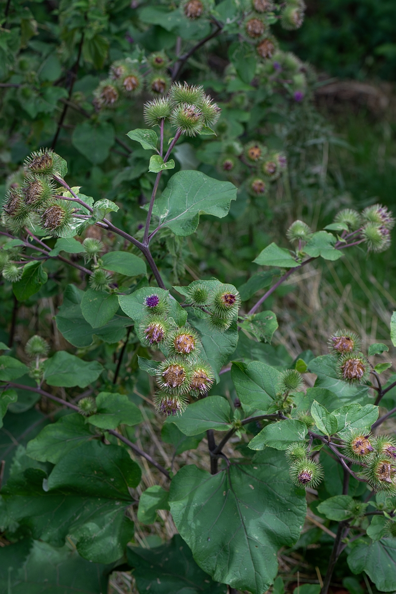 David Plant Photography - Wildlife Photography - Greater burdock - K.jpg - Greater burdock - Suffolk